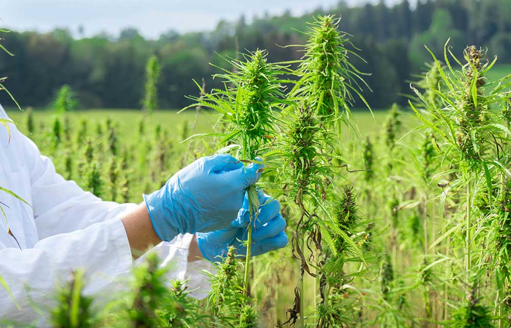 hemp